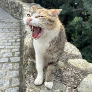 Chloe Espy's cat yawning