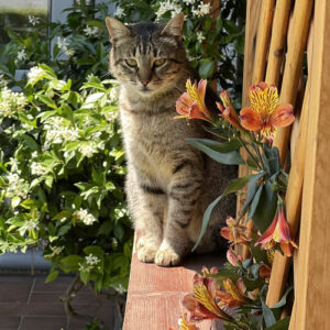 Chloe Espy's Cat with a flower